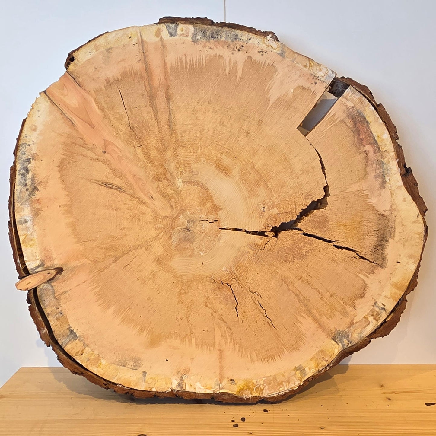 Zirben Baumscheibe Ø 54 cm Stärke 7 cm