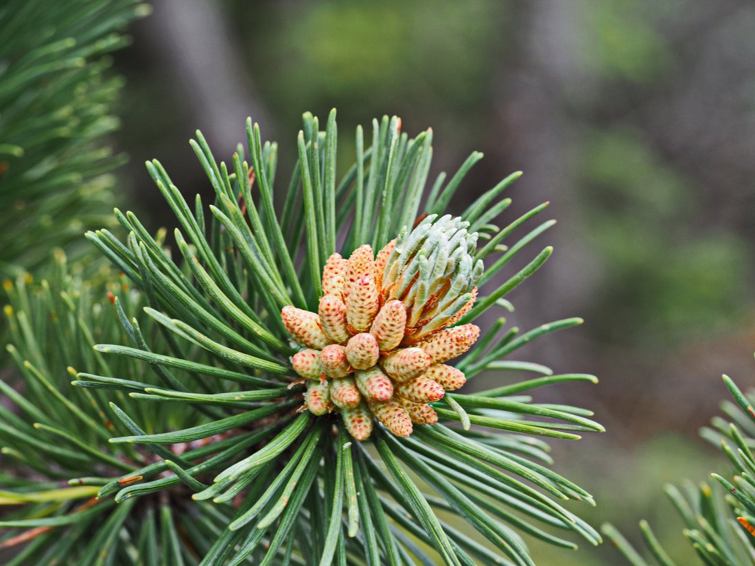 Tipps für das Schnitzen mit Zirbenholz: - EdpaS